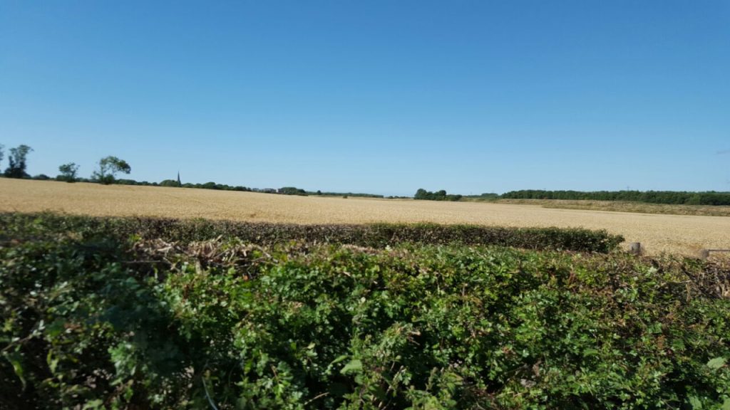 A wide landscape view of a golden wheat field under a clear blue sky, separated from the foreground by a green and brown hedgerow.