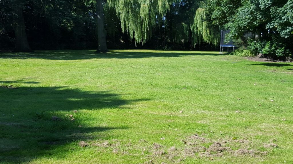 A large, open green grass area shaded by tall trees and weeping willows on a bright, sunny day.