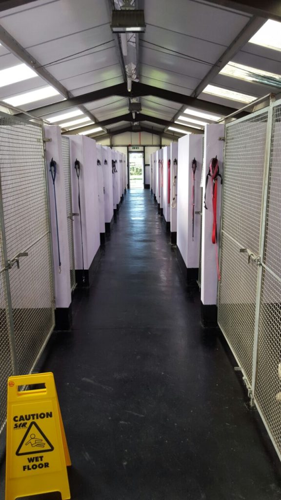 A long, brightly lit hallway of a dog kennel facility lined with individual purple-walled pens and a yellow "Caution Wet Floor" sign in the foreground.